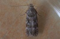Teleiopsis diffinis