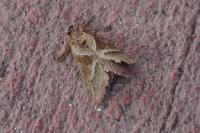 Triodia sylvina