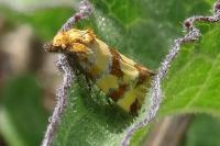 Aethes tesserana