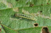 Parornix devoniella