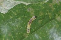 Phyllonorycter esperella