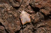 Carcina quercana