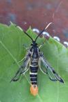 Synanthedon scoliaeformis