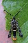 Synanthedon scoliaeformis