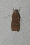 Helcystogramma triannulella
