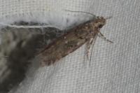 Teleiopsis diffinis
