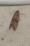 Celypha striana