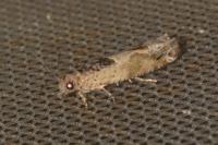 Crocidosema plebejana