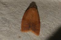 Cacoecimorpha pronubana