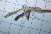 Stenoptilia