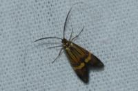 Nemophora degeerella