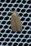 Helcystogramma