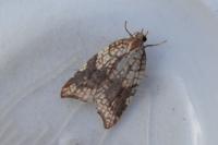 Acleris rhombana