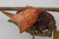 Acleris rhombana