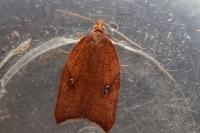 Acleris rhombana