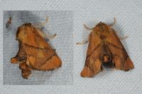 Apoda limacodes