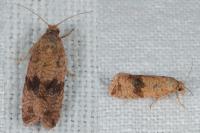Celypha striana