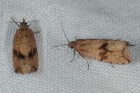 Celypha striana