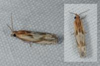 Eucosma gr. cana