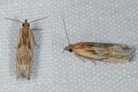 Eucosma gr. cana