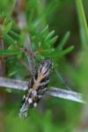 Aristotelia ericinella