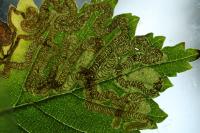 Stigmella lemniscella