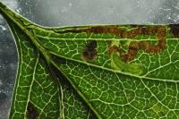 Stigmella oxyacanthella