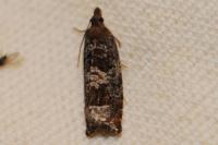 Ancylis achatana