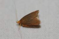 Eurodachtha pallicornella