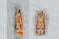 Rhyacionia buoliana