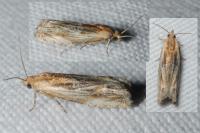 Eucosma gr. cana
