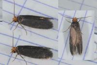 Cephimallota crassiflavella