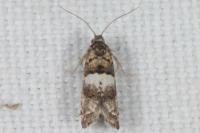 Epiblema