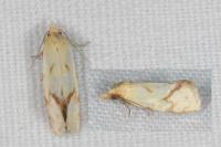 Agapeta hamana
