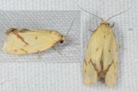 Agapeta hamana