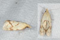 Agapeta hamana
