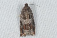 Ancylis achatana