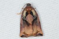 Archips podana