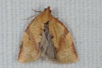Clepsis consimilana