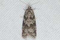 Cnephasia