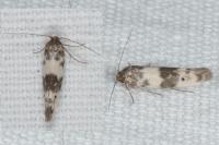 Enolmis acanthella