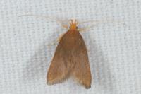 Eurodachtha pallicornella