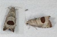 Notocelia uddmanniana
