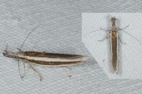 Pleurota aristella
