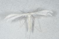 Pterophorus pentadactylus