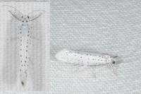 Yponomeuta evonymella