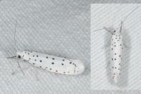 Yponomeuta