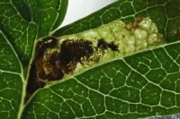 Stigmella perpygmaeella