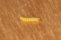 Stigmella perpygmaeella
