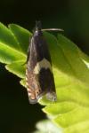 Dichrorampha petiverella